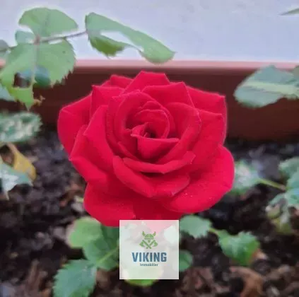 5 Rue des Dames, 30300 Fourques, France